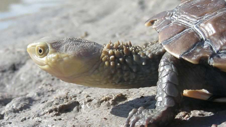 Batı Bataklığı Kaplumbağa