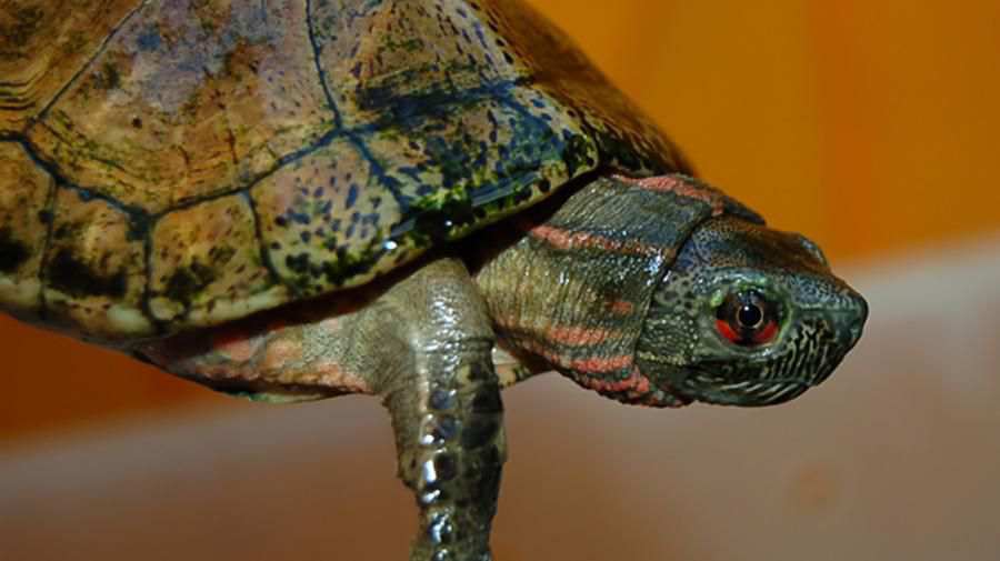 Beal Gözlü Kaplumbağa