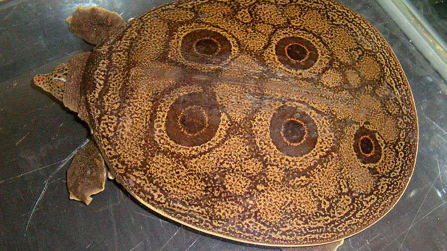 Birmanya Tavuskuşu Softshell Kaplumbağası