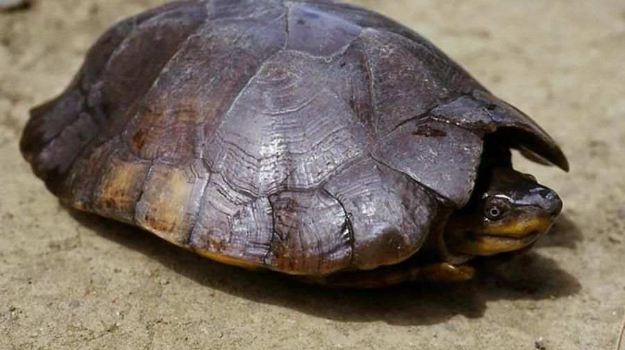 Filipinli Orman Kaplumbağası