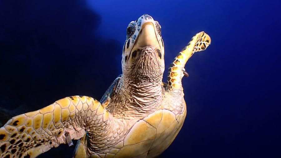 Hawksbill Deniz Kaplumbağası