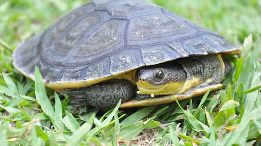 Hoge Yan Boyunlu Kaplumbağa
