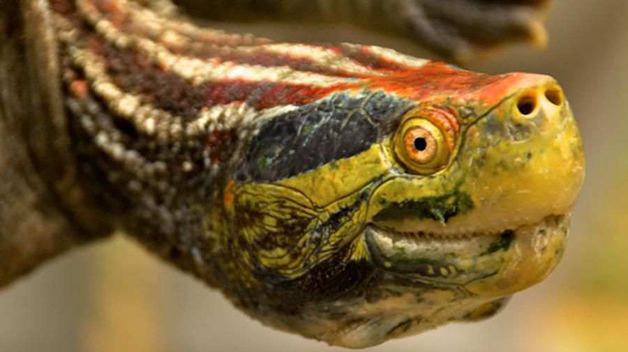 Kırmızı Tepeli Kaplumbağa