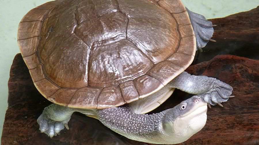 Mccord Yılanlı Kaplumbağa