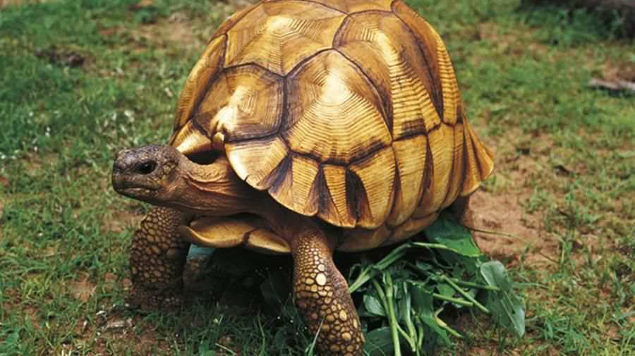 Angonoka Kaplumbağası