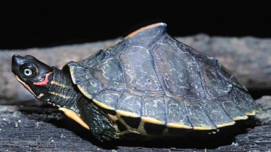 Assam Çatılı Kaplumbağa