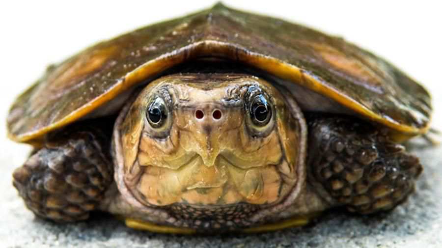 Büyük Başlı Kaplumbağa