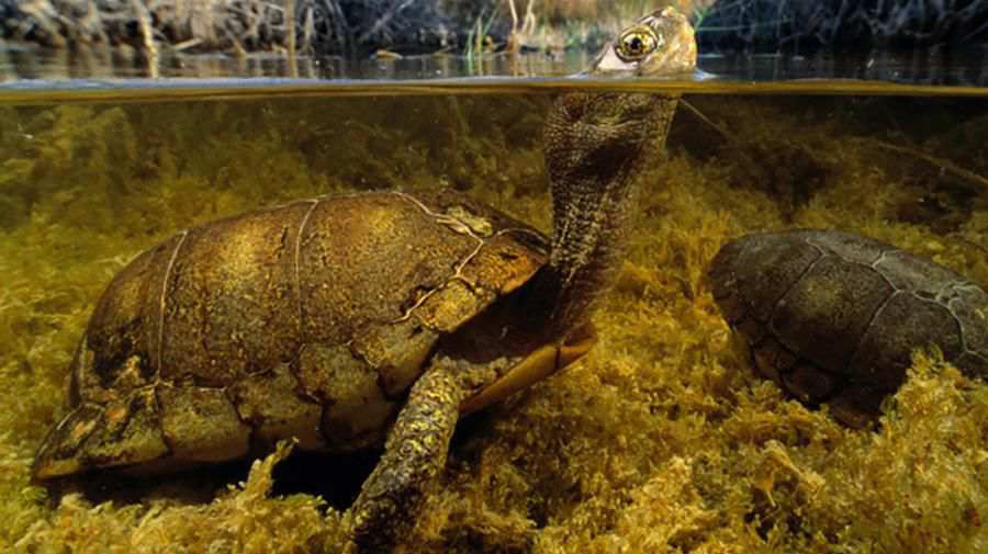 Coahuilan Kutu Kaplumbağası