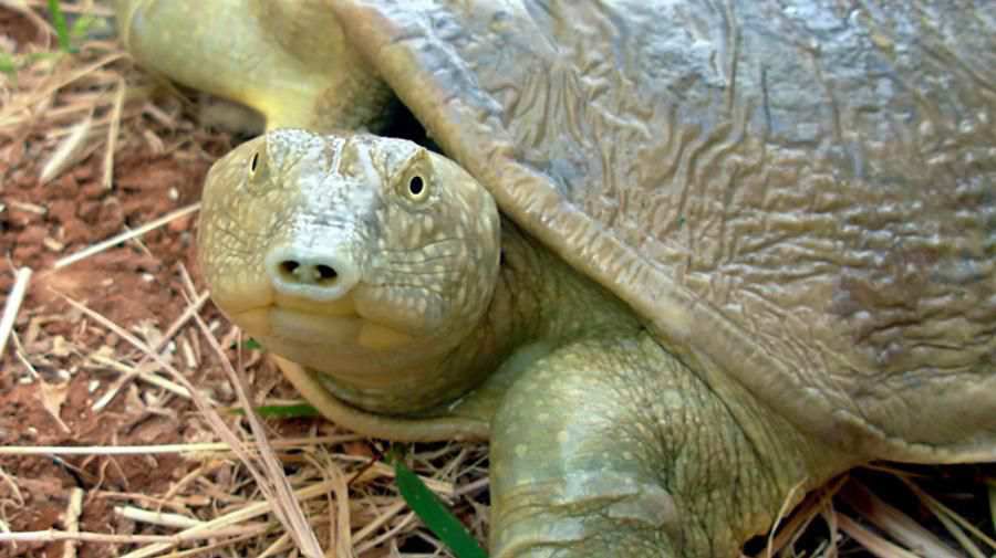 Fırat Softshell Kaplumbağa