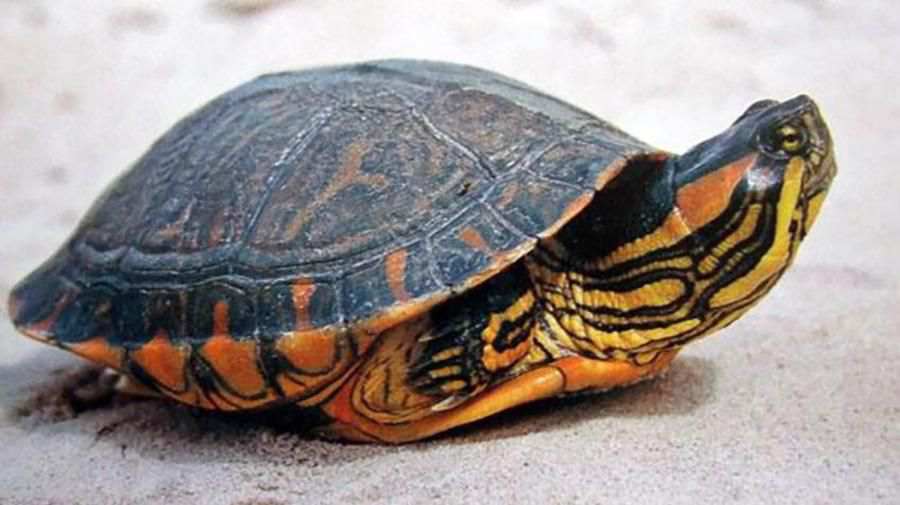 Maranhao Kaymak Kaplumbağası