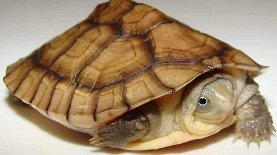 Sarı Gölet Kaplumbağası