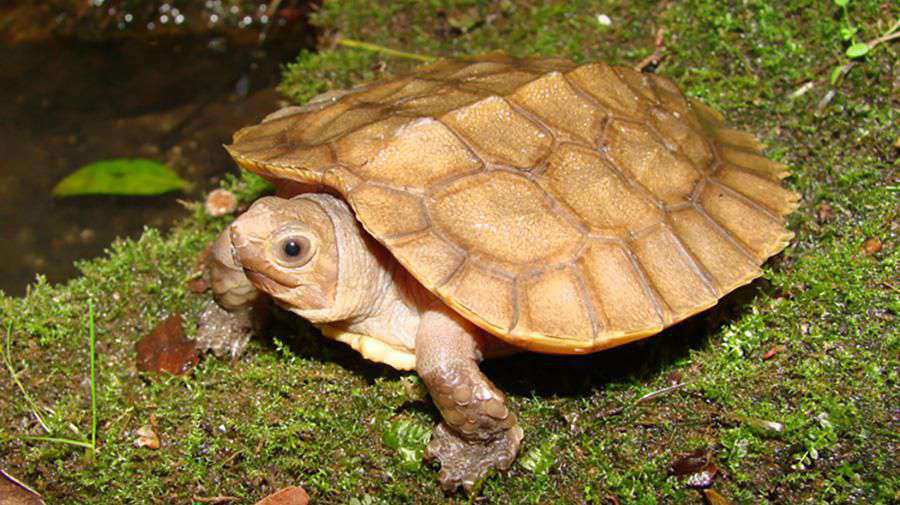 Sulawesi Orman Kaplumbağası
