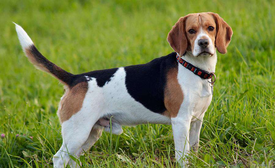 Beagle Süs Köpeği