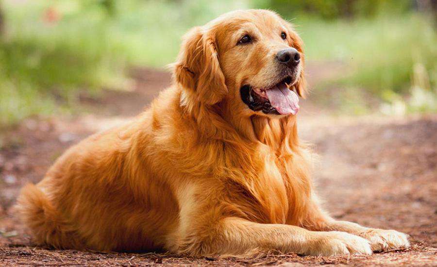 Golden Retriever Süs Köpeği