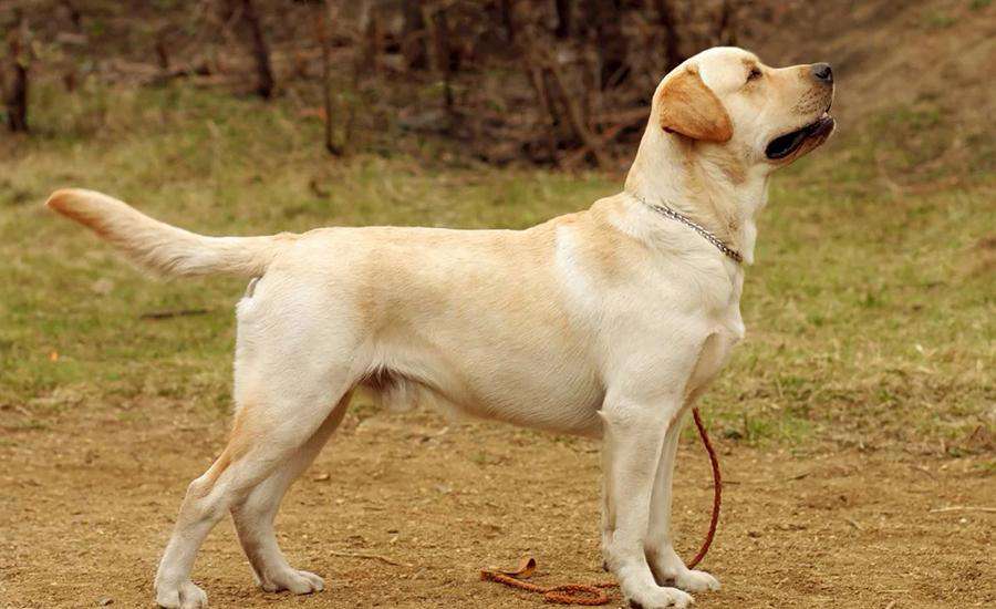Labrador Süs Köpeği