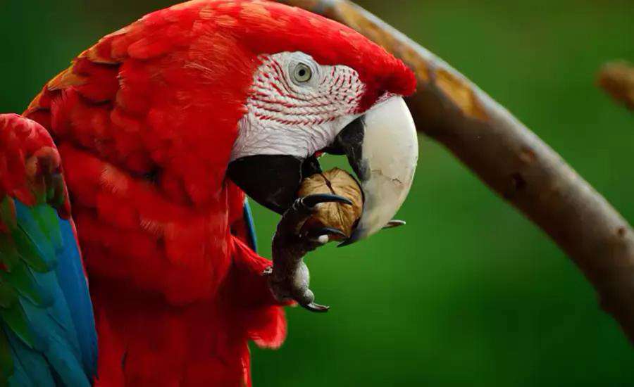 Macaw Papağanı
