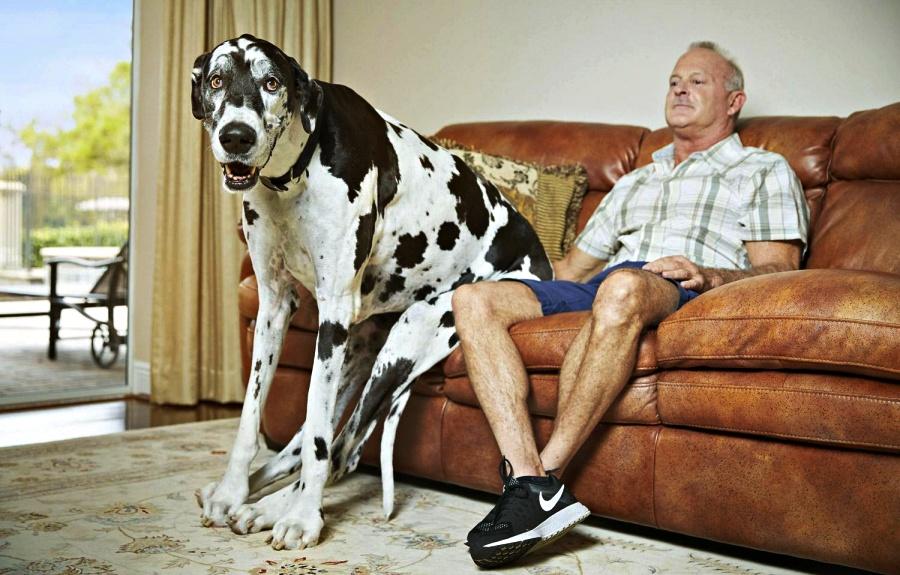 Dünyanın en uzun dişi köpeği 