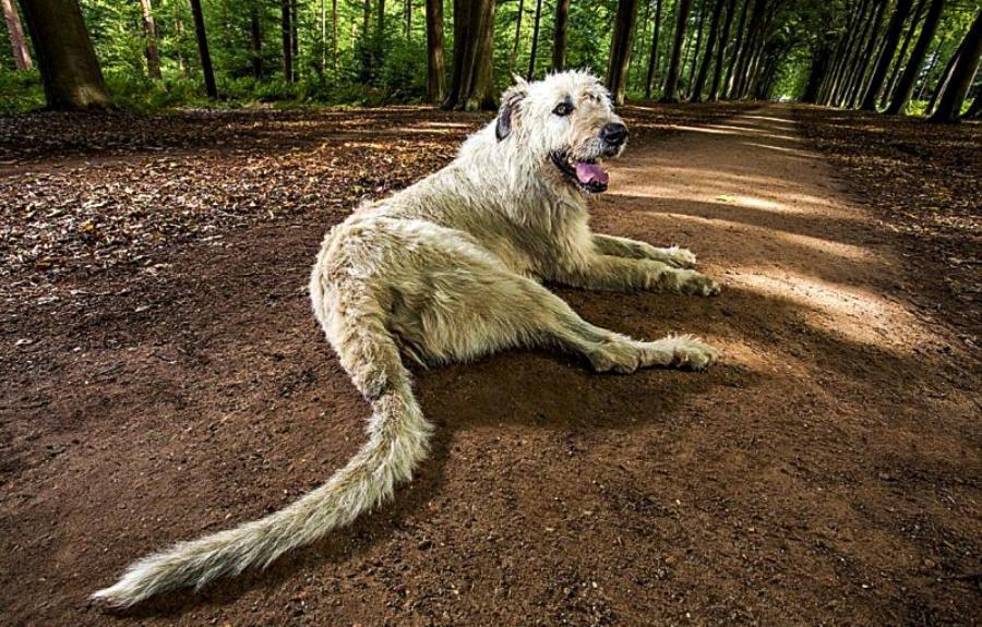 Dünyanın en uzun kuyruklu köpeği