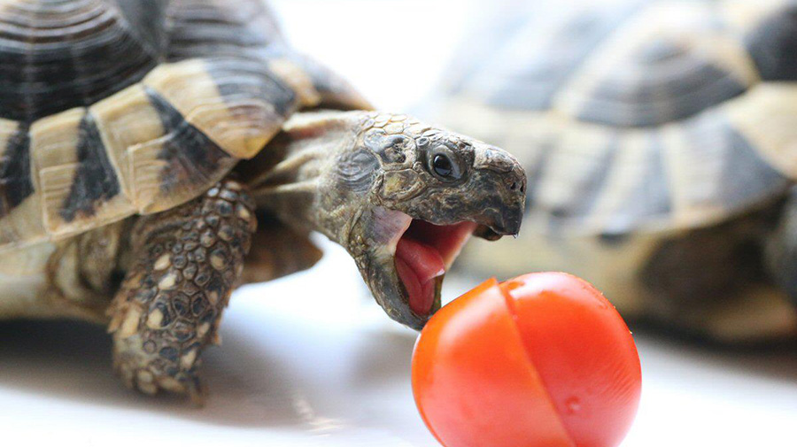 Kaplumbağa Beslemek