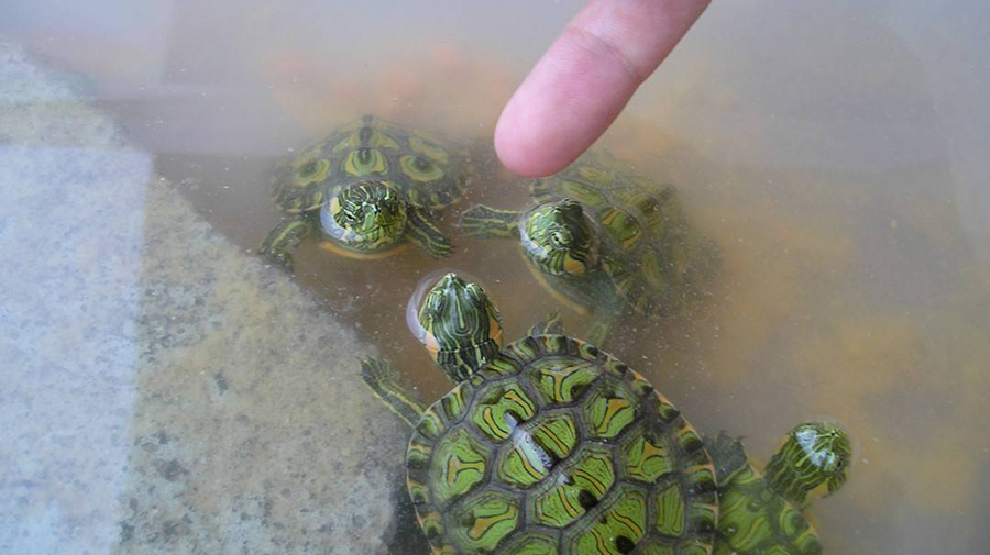 Kaplumbağa Beslemek