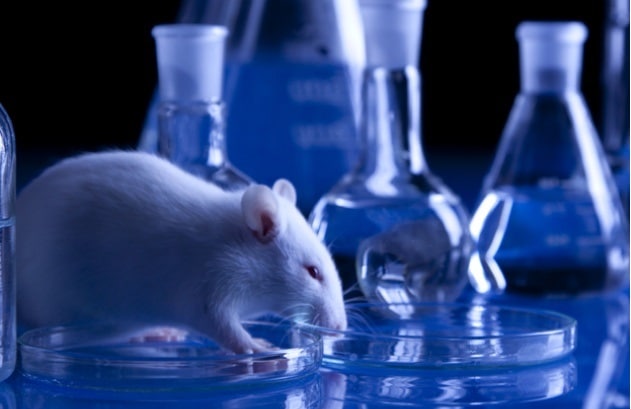 Sıçan Deneyleri