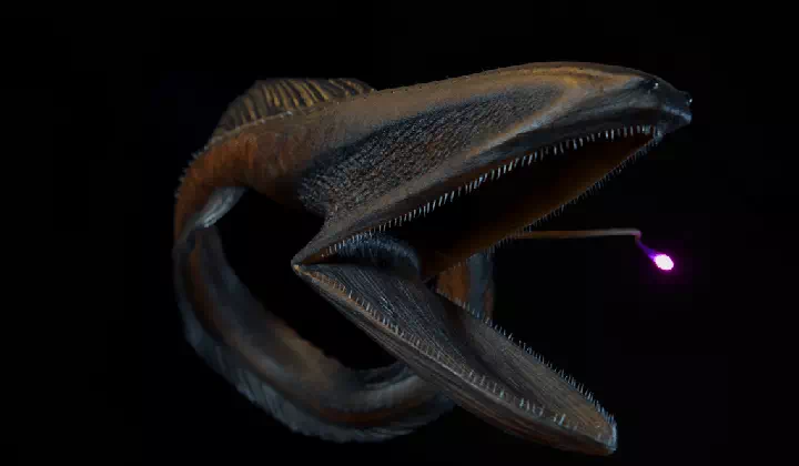 Pelikan Yılanbalığı