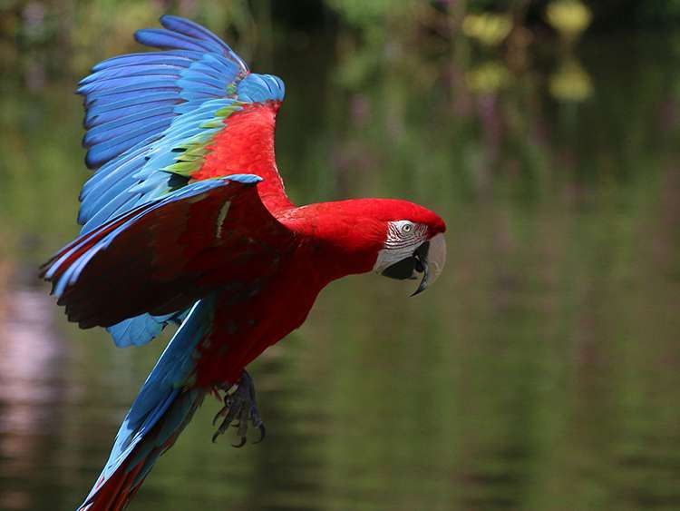 Kırmızı-Yeşil Ara Papağanı